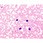 ヘマカラー (R) 溶液2 赤色液 Hemacolor (R) 111956 2.5L