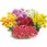 【苗】1月咲はつ春小菊