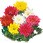 【苗】寒菊 大輪 切花菊