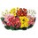 【苗】寒菊 小菊 切花菊