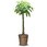 観葉植物パキラ(発財の木)10号鉢