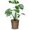 観葉植物 モンステラ 7号 バスケットカバー付