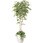 マウンテンアッシュ1．8植栽付