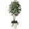 パキラ1．8 植栽付