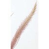 FG-5443 ロングナビアグラス 横浜ディスプレイミュージアム 02683927