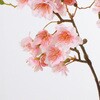 FS-7952 たおやめ桜 横浜ディスプレイミュージアム 02687628