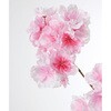 FS-7953 大提灯桜 横浜ディスプレイミュージアム 02690392