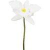 カトレアショート 横浜ディスプレイミュージアム