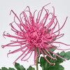 FM002651-052 まつり糸菊 MAGIQ(東京堂) 02752116