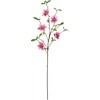 FM000269-016 和花こぶし MAGIQ(東京堂) 02752667
