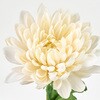 FM000206-037 あけぼの菊 MAGIQ(東京堂) 02753647