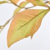 FG001515-023 ウォームリーフブランチ MAGIQ(東京堂) 02754259