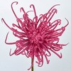 FM002650-052 かれん糸菊ピック MAGIQ(東京堂) 02755108