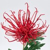 FM002651-003 まつり糸菊 MAGIQ(東京堂) 02755352