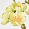 FM008391-023 彩り花枝 MAGIQ(東京堂) 02755756