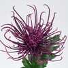 FM002651-017 まつり糸菊 MAGIQ(東京堂) 02755808
