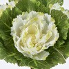 FM005496-001 葉牡丹バンドル MAGIQ(東京堂) 02755869
