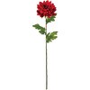 FM000206-003 あけぼの菊 MAGIQ(東京堂) 02756158