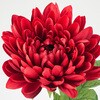 FM000206-003 あけぼの菊 MAGIQ(東京堂) 02756158