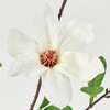 FM000269-001 和花こぶし MAGIQ(東京堂) 02756429