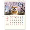 NK35 柴犬まるとおさん 新日本カレンダー 03126230