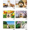 NK35 柴犬まるとおさん 新日本カレンダー 03126230