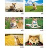 NK35 柴犬まるとおさん 新日本カレンダー 03126230