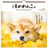 853174 CLWLほめわんこ 日本ホールマーク 03126492