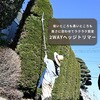 YPH-180/YBP-1825/YCH-18V 2WAYポールヘッジトリマー 充電式 刈込幅約300mm 両刃タイプ YAMAZEN(山善) 03441850