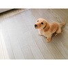 PRUG-TO ペット防滑消臭防水ラグマット 明和グラビア 03459990