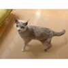 PRUG-TO ペット防滑消臭防水ラグマット 明和グラビア 03459920