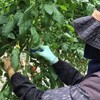- 葉掻きナイフ イノチオアグリ株式会社 04142508