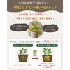 - 水でうすめる植物の活力剤 日東エフシー 04858231