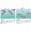 #8-6(551020) うきまろ パン鯉仕掛 がまかつ Gamakatsu 05099338
