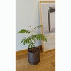 BMB25MD 観葉植物用 プランター   内径6.3cm×全高7.4cm アセンス 06095167