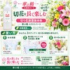 - 華の精 エキスパート パレス化学 06097617