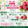 - 華の精 ローズ パレス化学 06097687