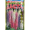 【タネ】魅力のボリューム 切花用ルピナス アタリヤ農園