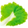 シリコンレタス