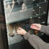 57083 コレクションラック TOR ロータイプミラー付き BK 不二貿易 06820726