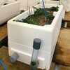 PFV2-1 ハイブリッド栽培用発泡スチロール容器 Plant Factory Ver2 フルセット ホワイトバリーン 07771621