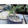 TAW-25BZ アルミ線(ブロンズタイプ) TRUSCO 08349074