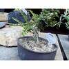 TAW-10BZ アルミ線(ブロンズタイプ) TRUSCO 08349065