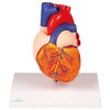G310 S2f Erler-Zimmer 12079998