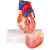 G310 S2f Erler-Zimmer 12079998