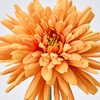 FM001655-021 Ak}sbN MAGIQ() 12191657