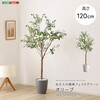 お手入れ簡単フェイクグリーン オリーブ Sサイズ(120cm) ホームテイスト