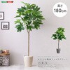 お手入れ簡単フェイクグリーン パキラ Lサイズ(180cm) ホームテイスト