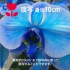 JA4-DCM0001(BK) RpNgfW^J aiwa cam DCB aiwa(AC) 13867905