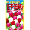 【タネ】かわいい 切花用千日紅Mix 花 アタリヤ農園